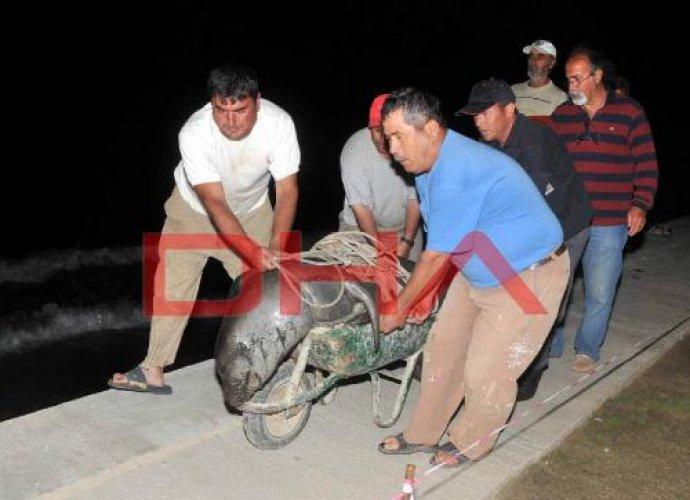 Fok balığını kurşun yağmuruna tuttular - Resim 14