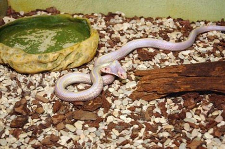 Çift başlı yılanlar