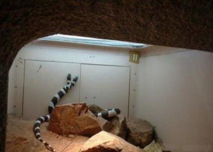 Çift başlı yılanlar