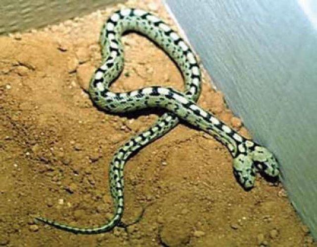 Çift başlı yılanlar