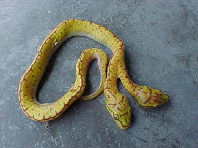 Çift başlı yılanlar