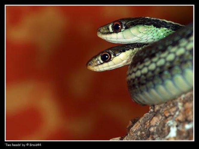 Çift başlı yılanlar