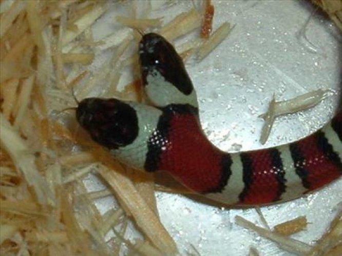 Çift başlı yılanlar