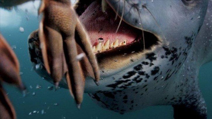 Dünyanın en güzel 40 doğa fotoğrafı