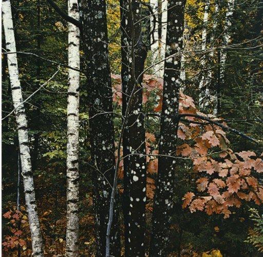 Dünyanın en güzel 40 doğa fotoğrafı