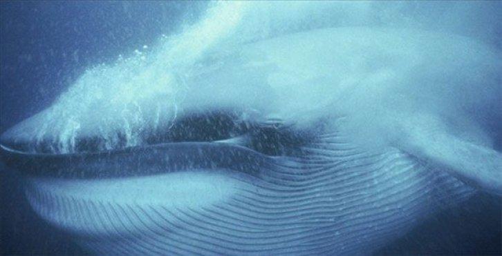 Dünyanın en güzel 40 doğa fotoğrafı