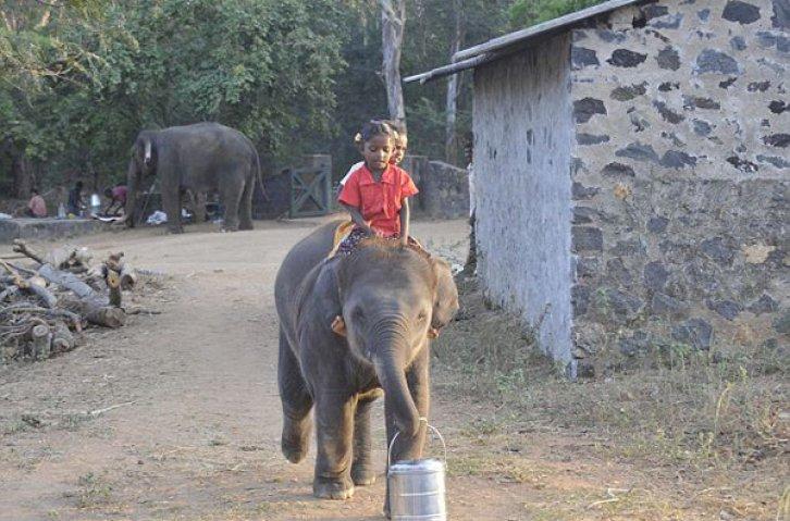 Yetim file kardeş oldular