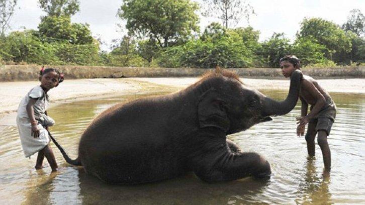 Yetim file kardeş oldular