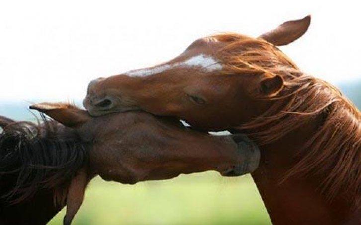 Arşivlik fotoğraflar