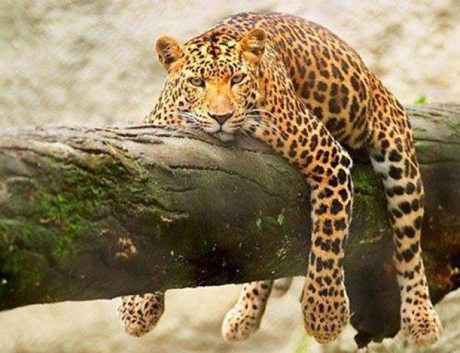 Arşivlik fotoğraflar