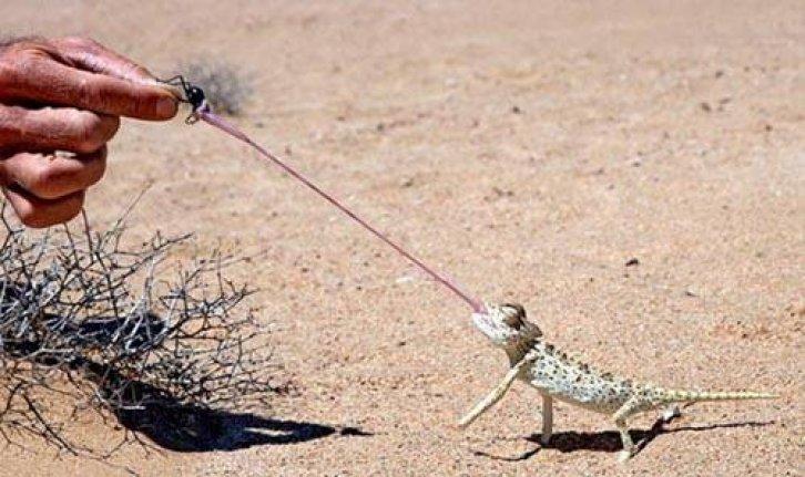 Arşivlik fotoğraflar