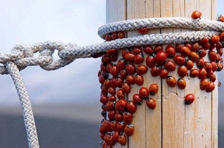 Arşivlik fotoğraflar