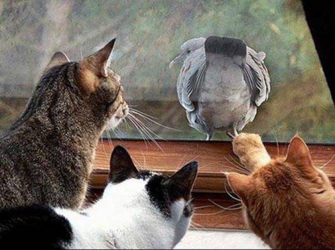 Arşivlik fotoğraflar