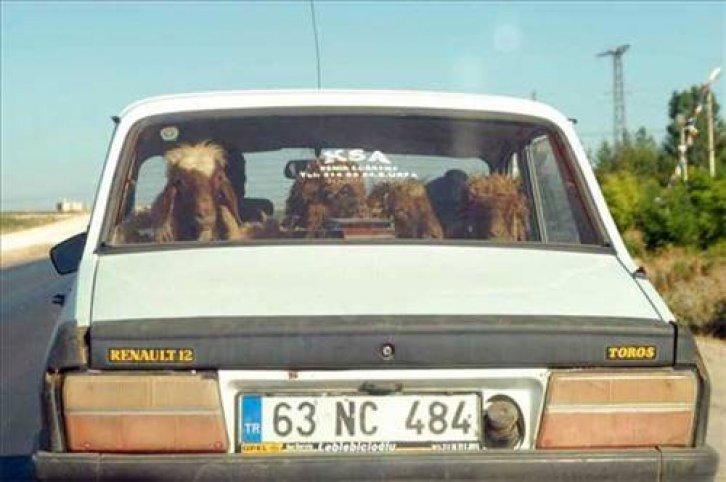 En yeni yurdum insanı manzaraları