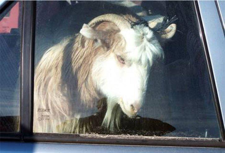 En yeni yurdum insanı manzaraları