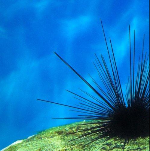Mavi derinlik  - Resim 8