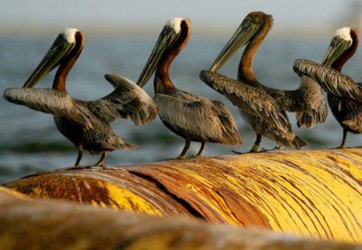BP zehir saçıyor - Resim 13
