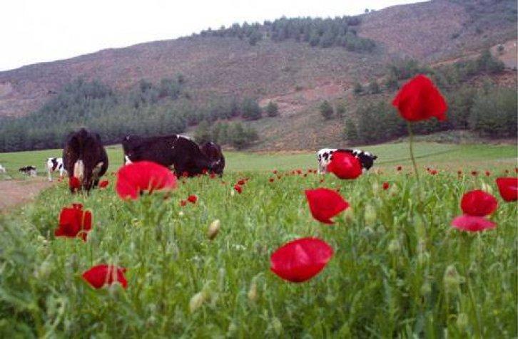 Medeniyetler Şehri Hatay