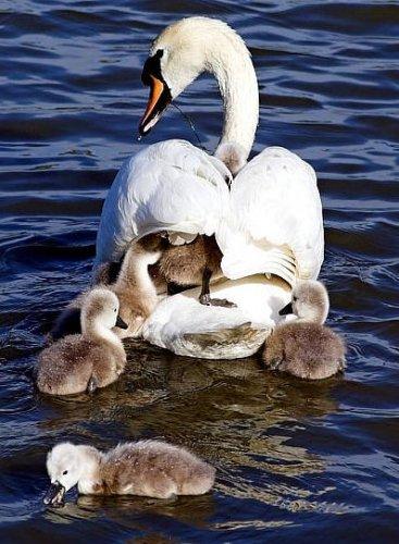 Hayvanların anneliği 