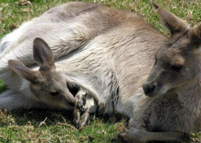 Hayvanların anneliği 