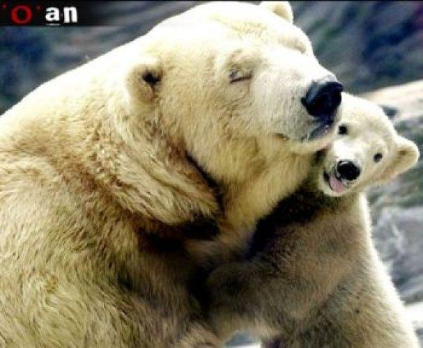 Hayvanların anneliği 