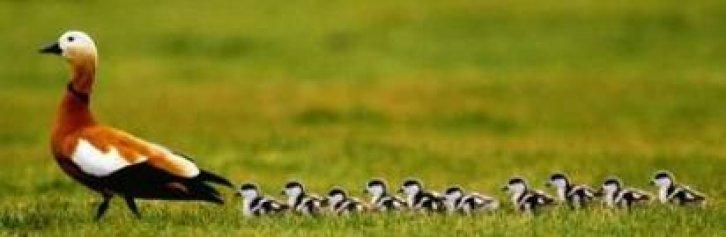 Hayvanların anneliği 