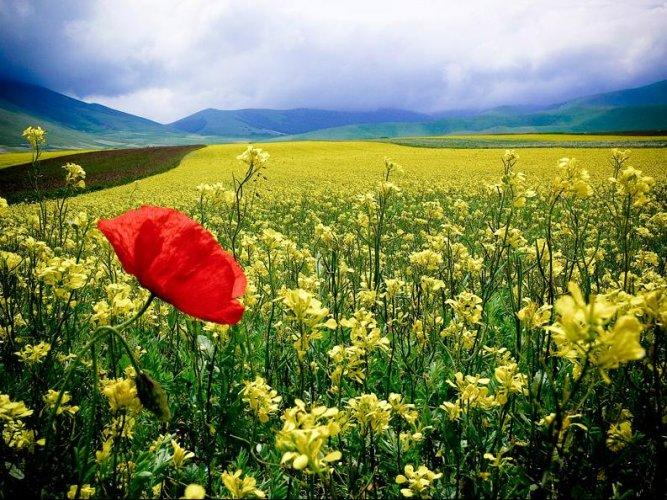 Dünyanın en güzel 506 fotoğrafı