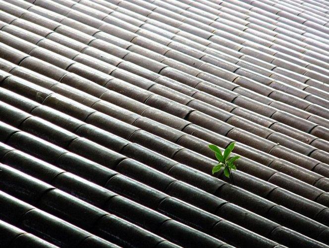 Dünyanın en güzel 506 fotoğrafı