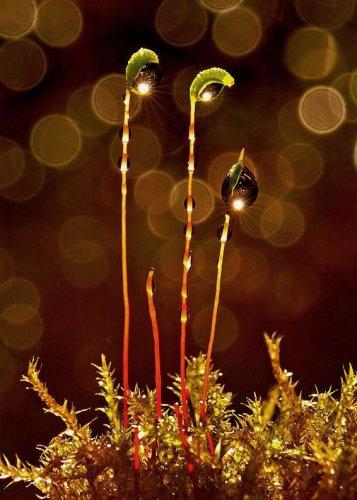 Dünyanın en güzel 506 fotoğrafı