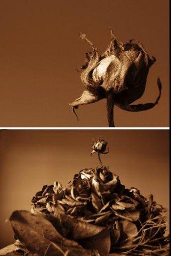 Dünyanın en güzel 506 fotoğrafı