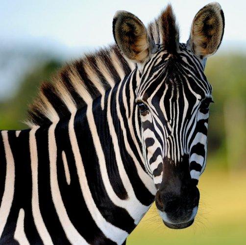 Dünyanın en güzel 506 fotoğrafı