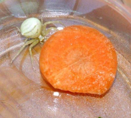 İnsan yüzlü örümcek 