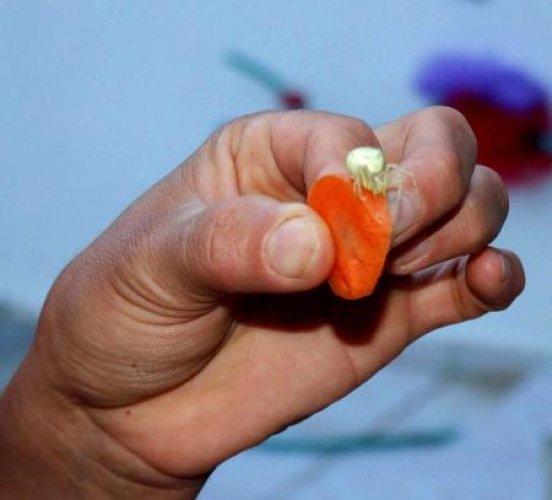 İnsan yüzlü örümcek 