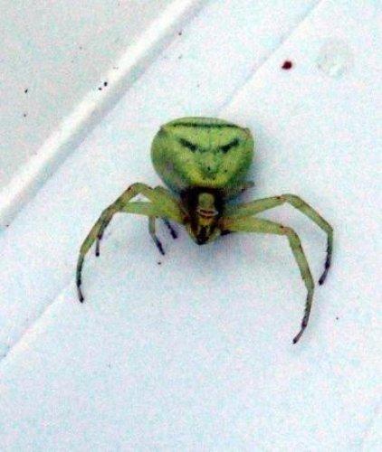 İnsan yüzlü örümcek 