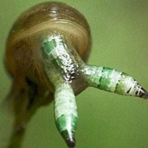 Dünyanın en korkunç parazitleri - Resim 13