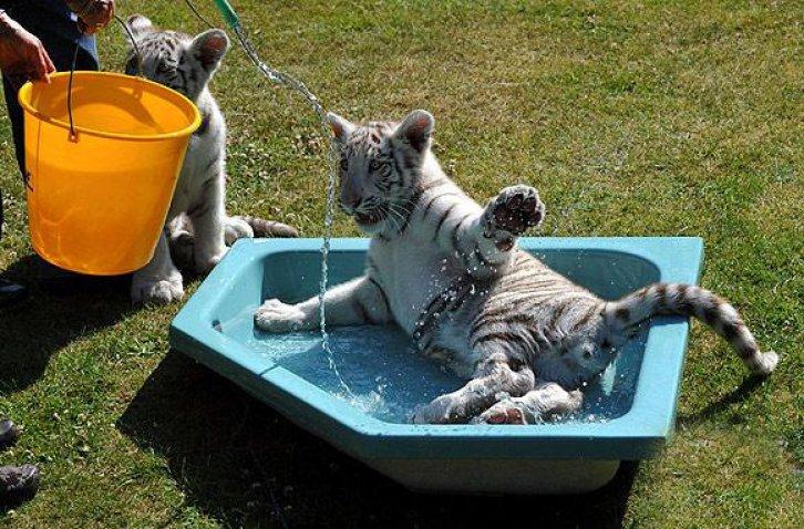 Hodenhagen'in beyaz kaplan yavruları 