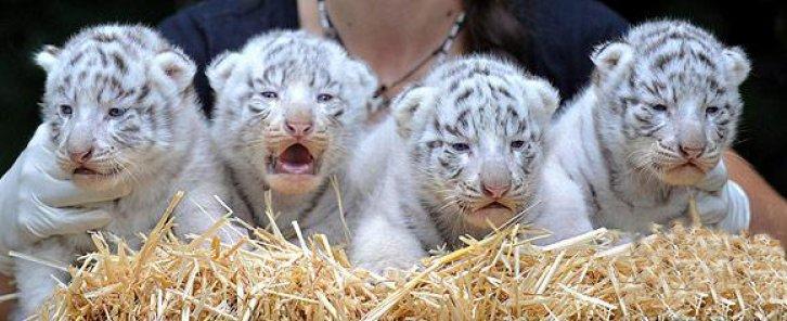 Hodenhagen'in beyaz kaplan yavruları 