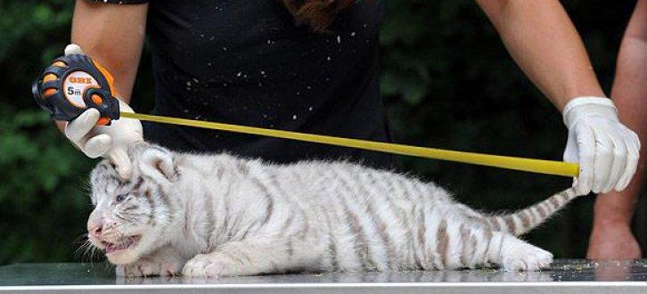 Hodenhagen'in beyaz kaplan yavruları 