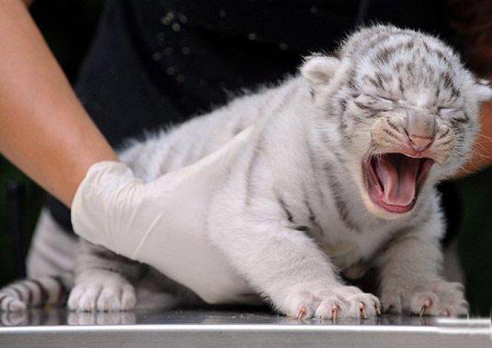 Hodenhagen'in beyaz kaplan yavruları 