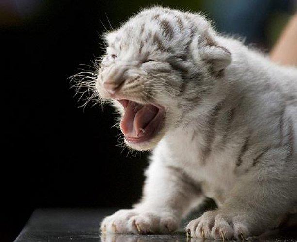 Hodenhagen'in beyaz kaplan yavruları 