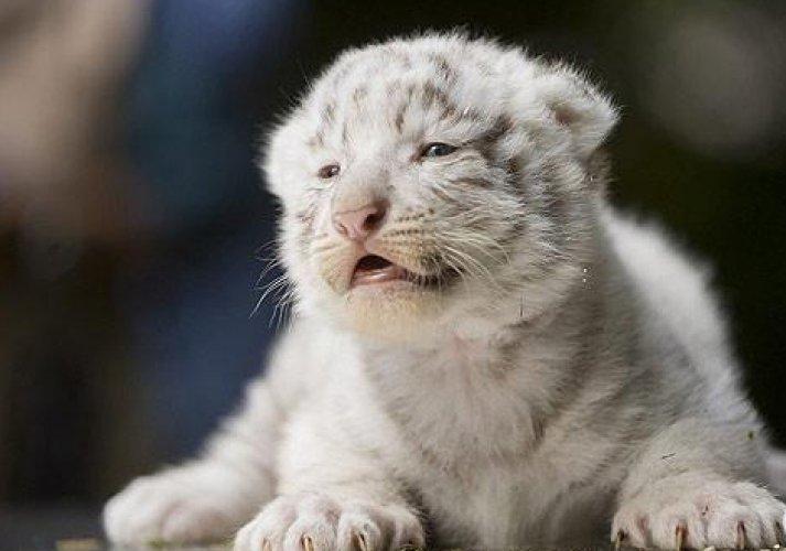 Hodenhagen'in beyaz kaplan yavruları 