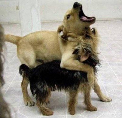 Bunları yapmayan Türk var mı?