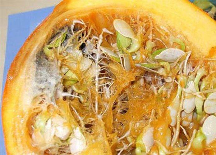 Kabak çekirdeğinin bilinmeyenleri - Resim 10