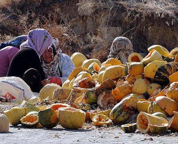 Kabak çekirdeğinin bilinmeyenleri - Resim 19