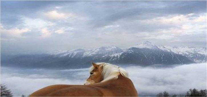 Sevimli dostlar güldürüyor