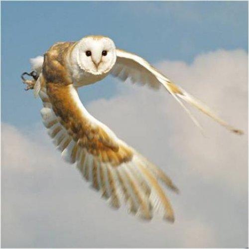 Sevimli dostlar güldürüyor