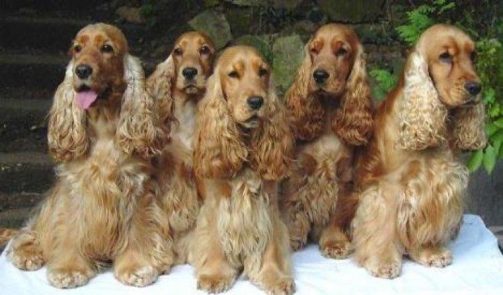 Sevimli dostlar güldürüyor