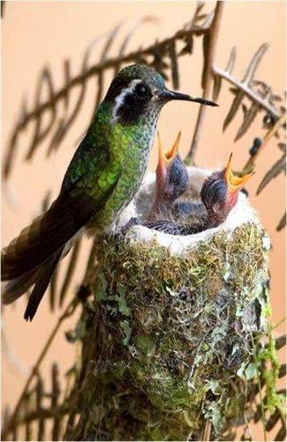 Sevimli dostlar güldürüyor