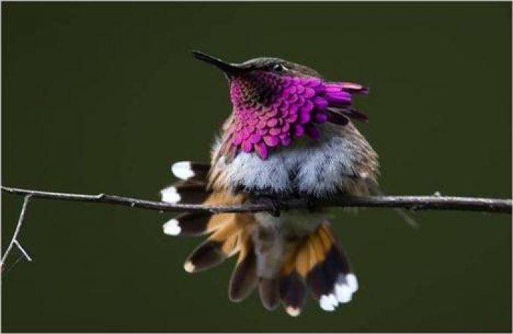Sevimli dostlar güldürüyor