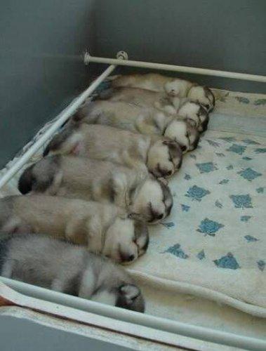 Sevimli dostlar güldürüyor